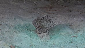 2387_Tube worm on sand swaying in current