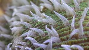 2047_Mushroom coral polyps super close up at night