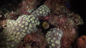 2455_Fibrated Moray eel on coral reef at night