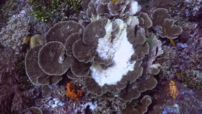 2573_Bleached Hard Corals on coral reef in tropical ocean
