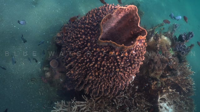 2653_Big barrel sponge on coral reef
