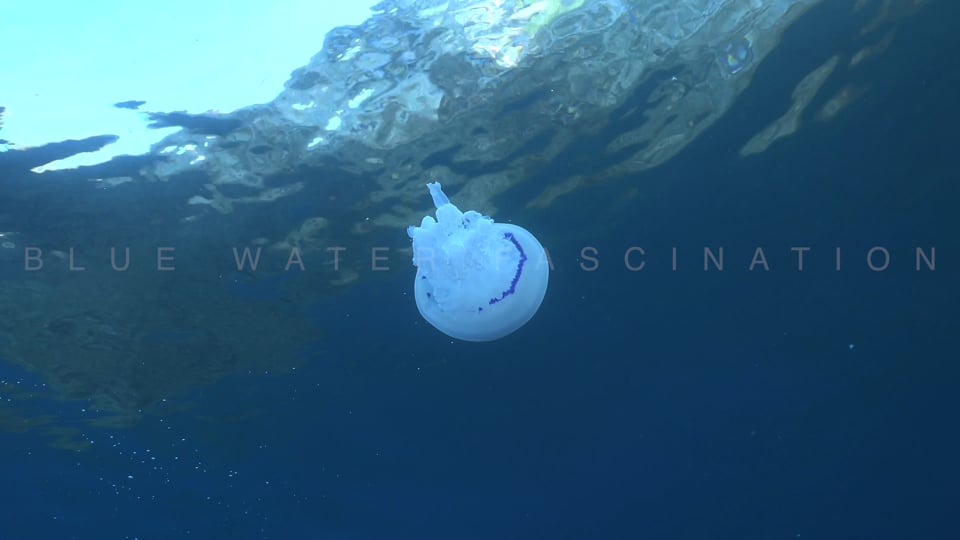 2619_Mediterranean Jellyfish floating below ocean surface