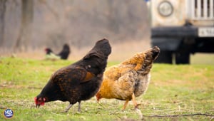 What Animal Would You Race Against?