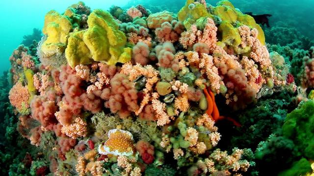 Alaska - Canon 5D Mark II Underwater Video