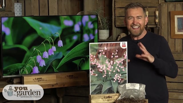 Pink Lily Of The Valley, 5 x Pips