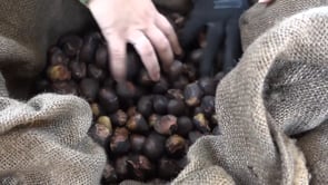 El CER fa un balanç molt positiu de la temporada de venda de castanyes