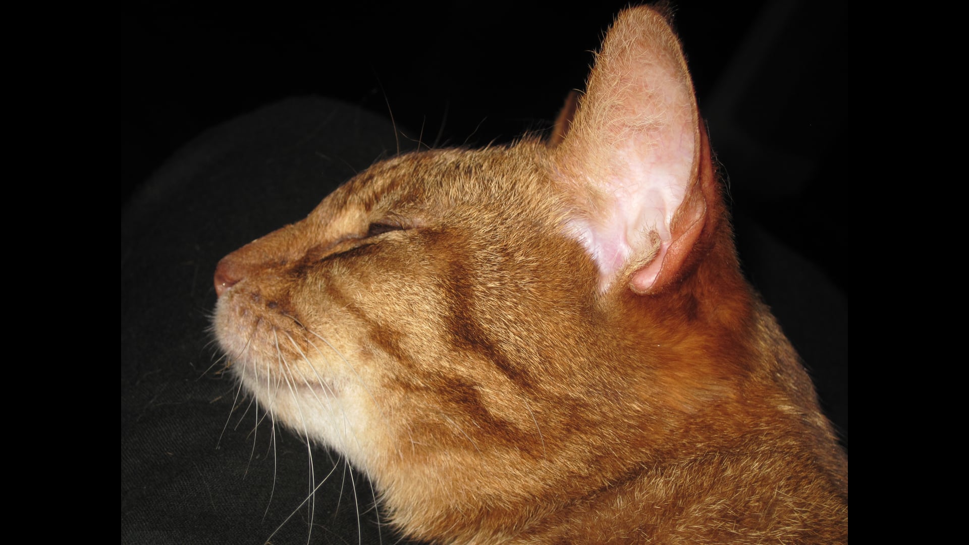 2025 October 01: The Holding Environment and the Brahmaviharas