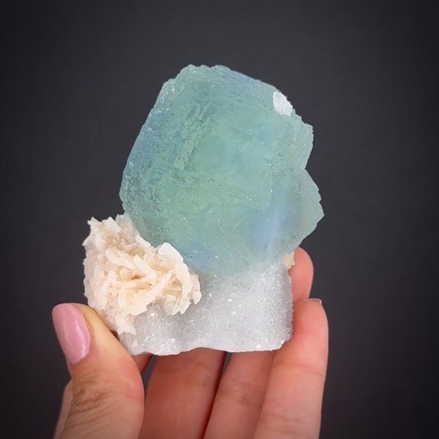 Chalcosoma mollemkampi 標本 楽天市場】昆虫の標本 アトラスオオカブト Chalcosoma atlas