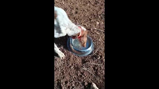 Ρόδος: Σκελετωμένος σκύλος παγιδευμένος σε δίχτυα 7-11-2025