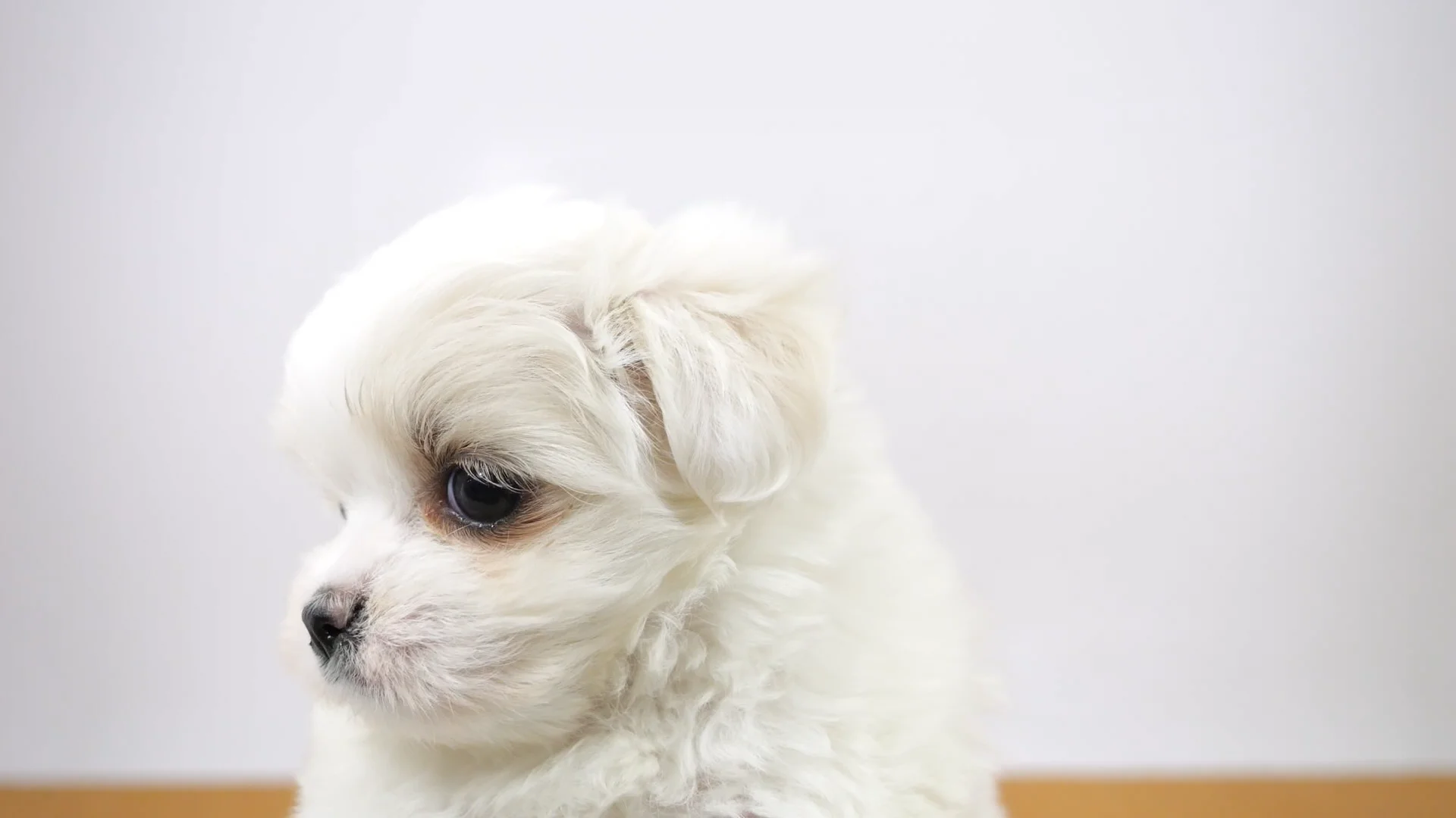 マルチーズ ホワイト 女の子 ウエルケアセンター 2025111031604