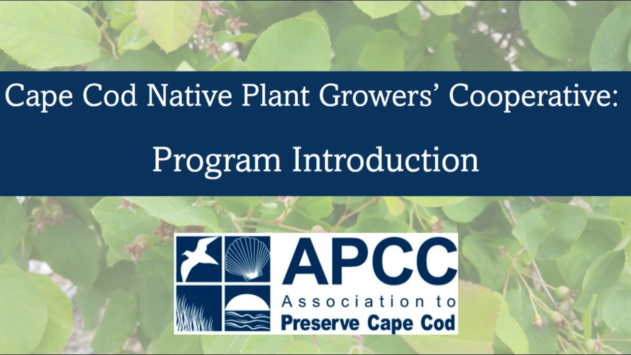 Cape Cod Native Plant Grower's Cooperative Program Introduction - Erin ...