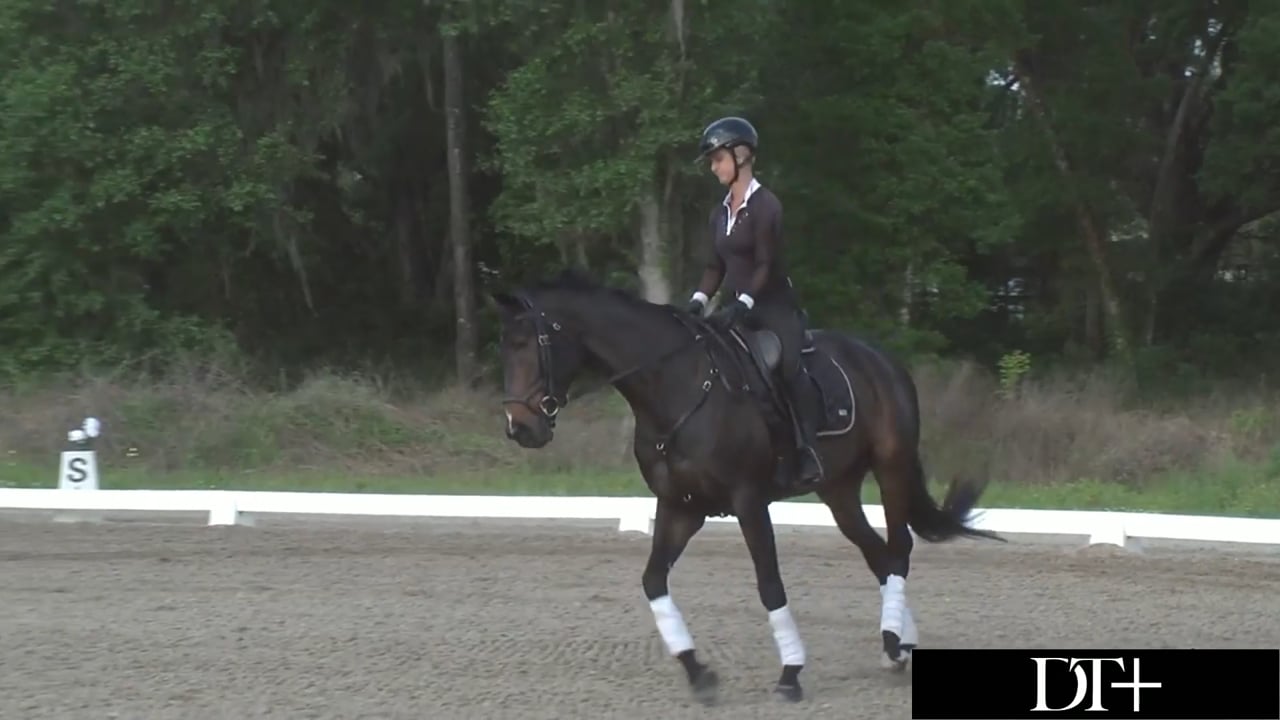 Stretchy Trot | Peter Gray | TRAILER