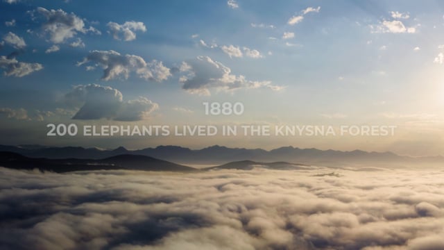 Elephant Alone – Phase One