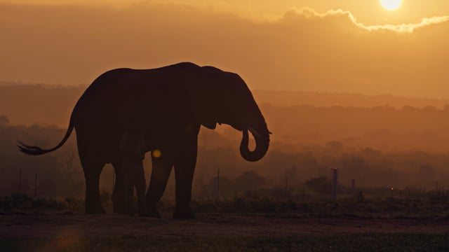 Every Elephant needs a Herd