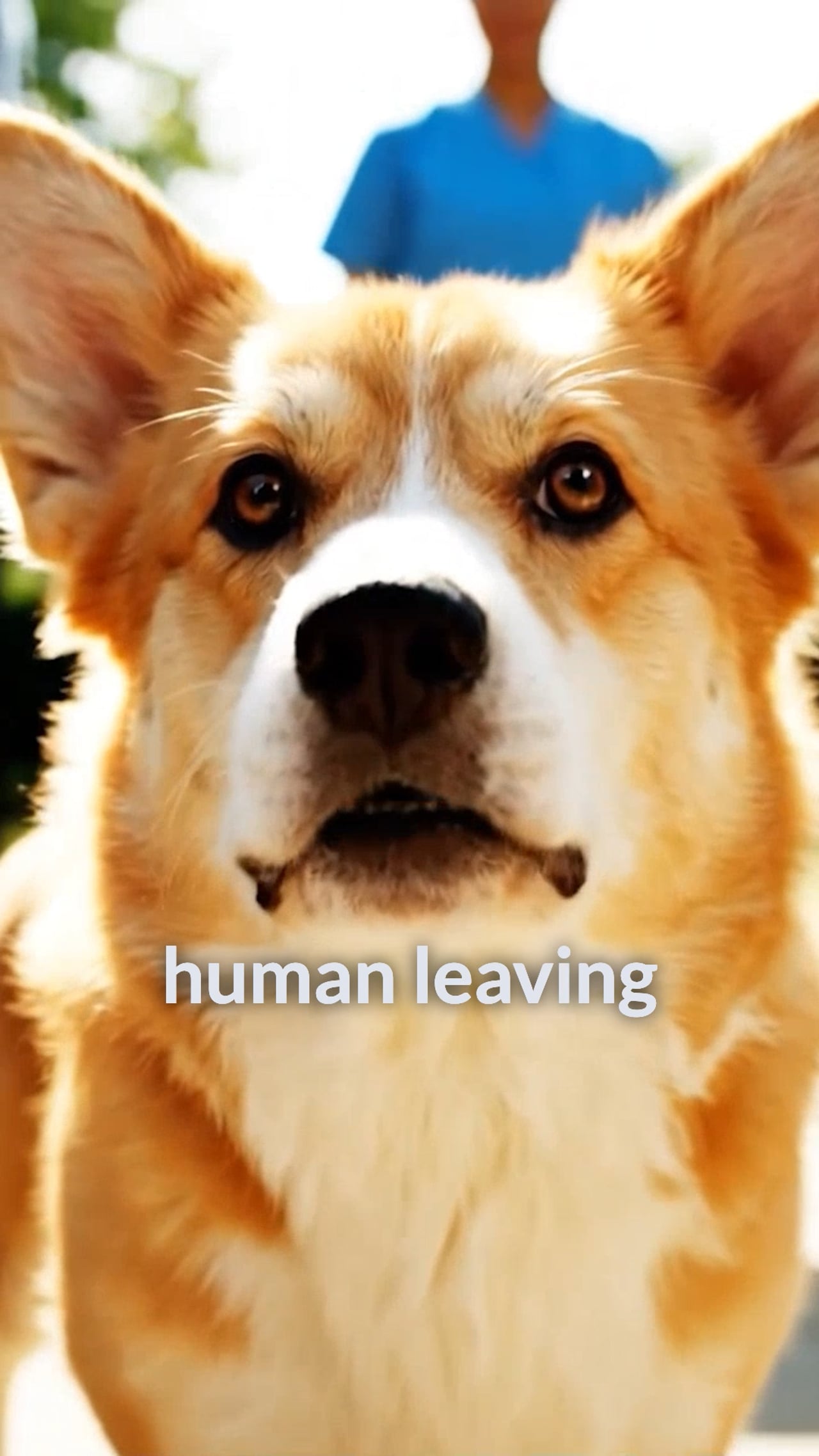 Pet Grooming case study video