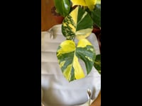 TRANSPLANTE MONSTERA