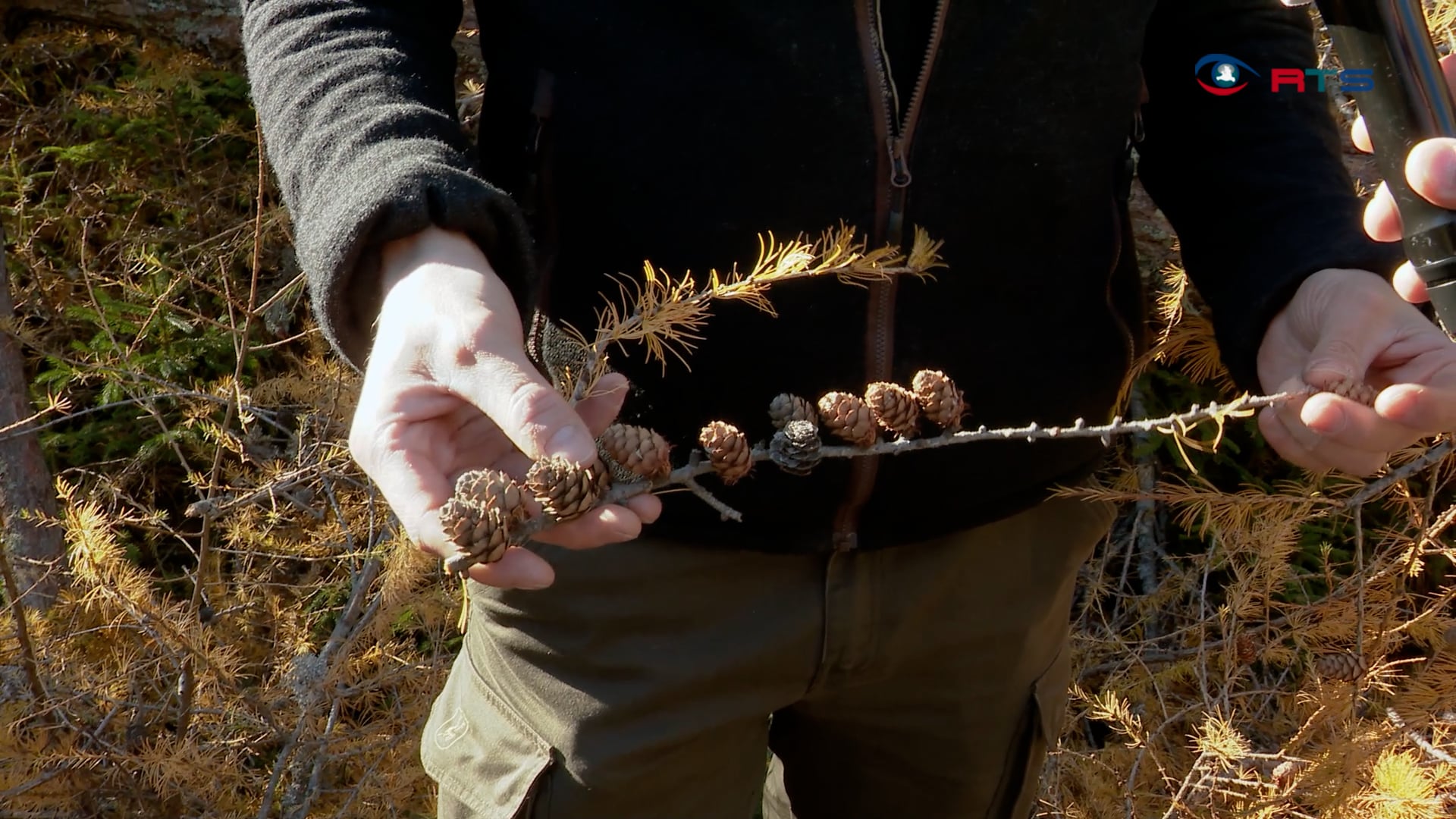laerchenzapfenernte-im-lungau-baumsamen-sichern-aufforstung-und-klimagerechten-umbau