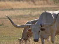 Texas Vertical Integration