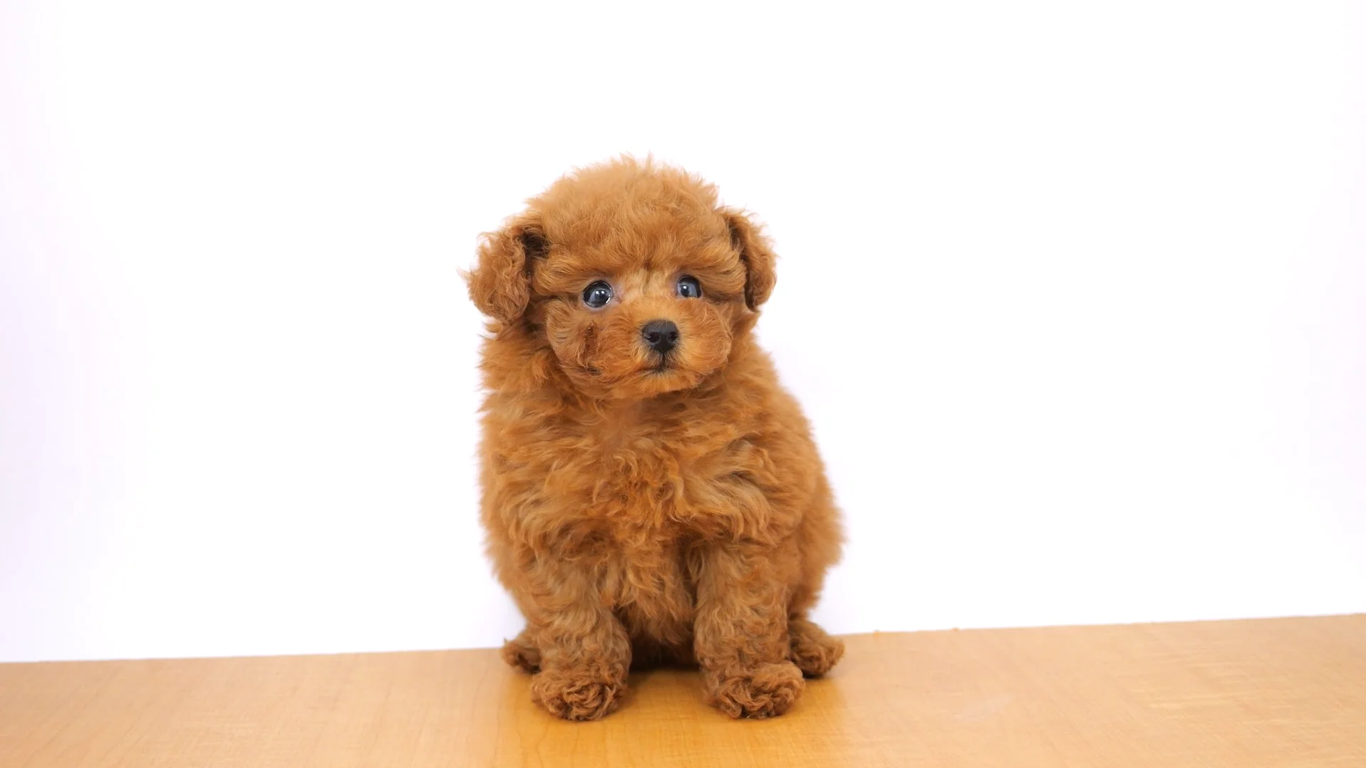 送料込み。トイプードルレッドちゃん。マーメイド座り♡ トイプードル レッド 】小さめで可愛さ横浜ナンバーワンの女の子登場