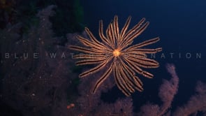 0849_yellow featherstar