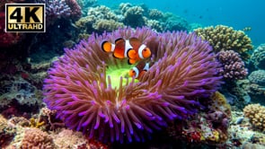 Short Film - Clownfish Of The Tropical Ocean 4K