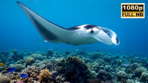 Short Film - Dance Of The Manta Rays HD
