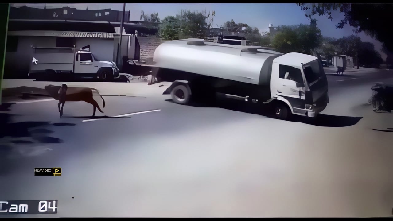 SOF 0026 Skilled Driver Avoids Collision with Cow MLV | Videos & Movies ...