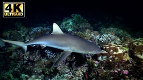 Short Film - Predatory Grace 4K