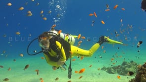 1126_Female scuba diver with orange Anthias fish in the Red Sea