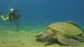 1129_female scuba diver observing green sea turtle