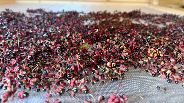 Découverte : le poivre de Courchevel