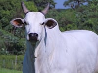 Lote G - Gioconda do Golias