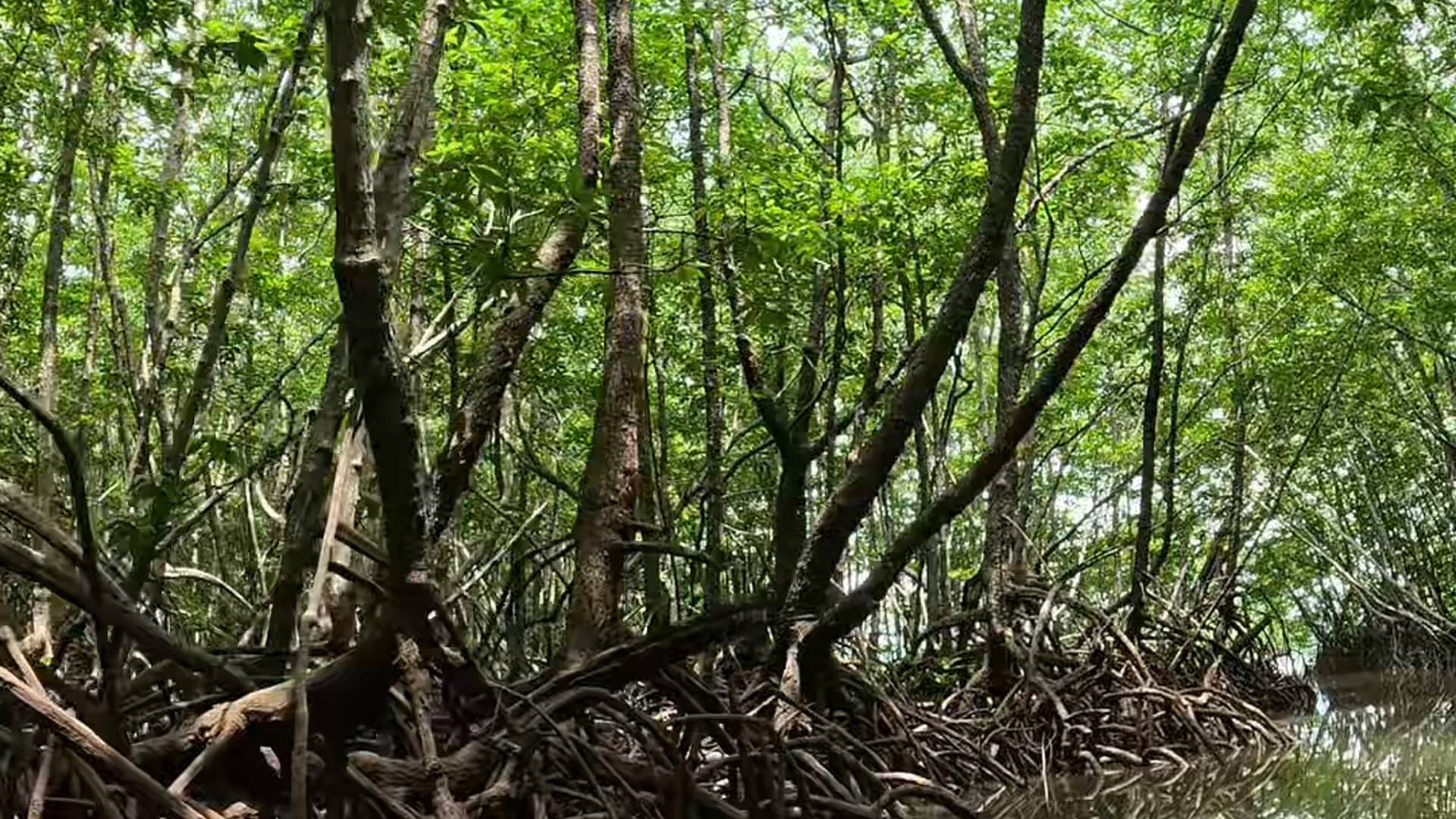 Mangrove Forests of Borneo