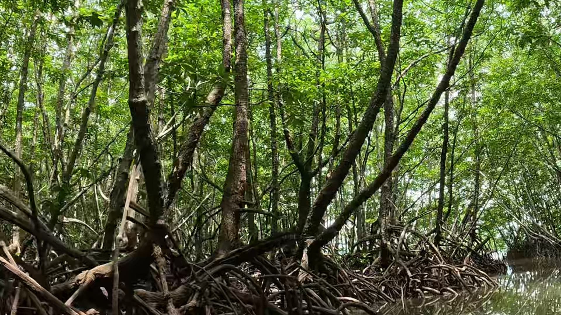 Mangrove Forests of Borneo