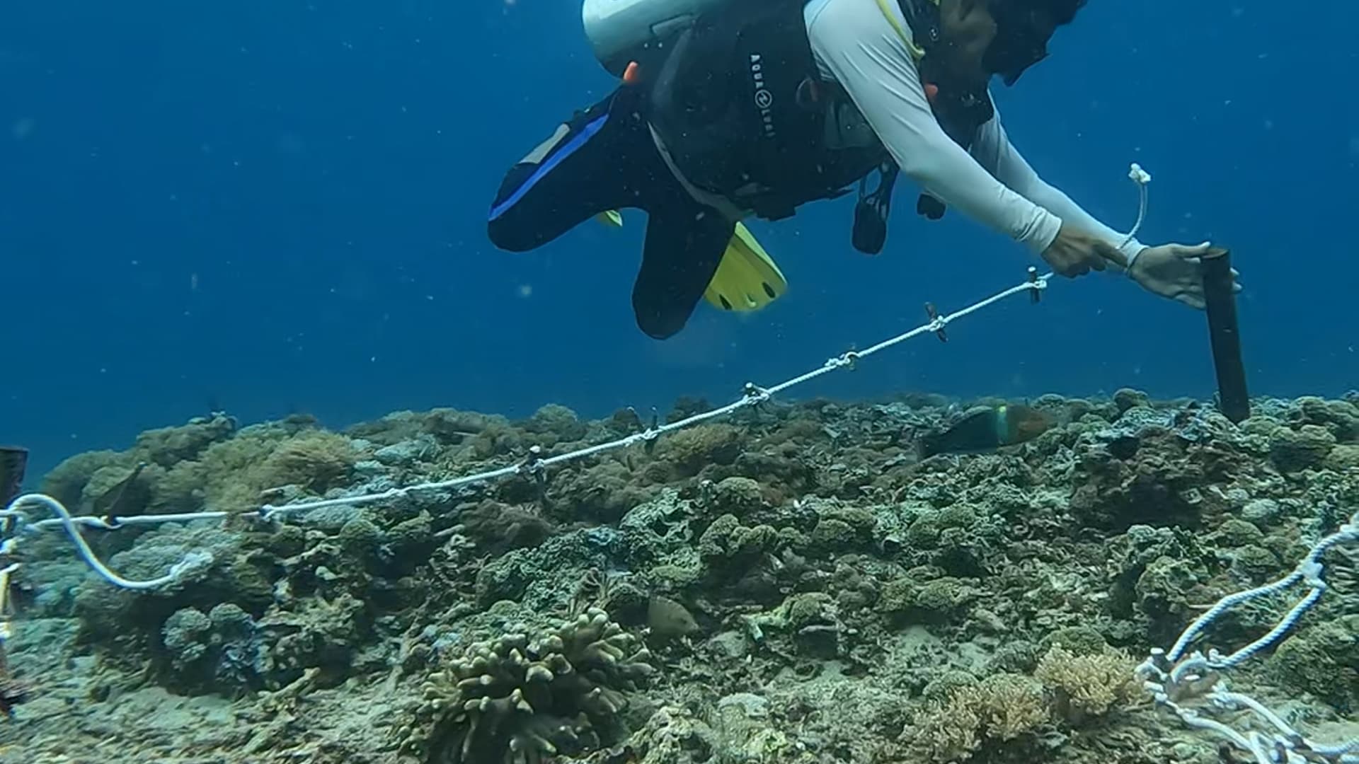 Coral Restoration in Bali, Indonesia