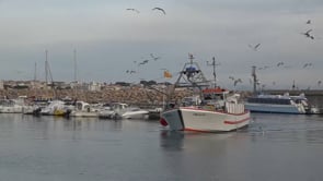 Mantenen la veda de la pesca de sípia per segon any consecutiu