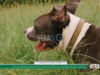 Abruzzo - Pitbull azzanna vicina: morta dopo otto mesi, il 14 gennaio decide il giudice