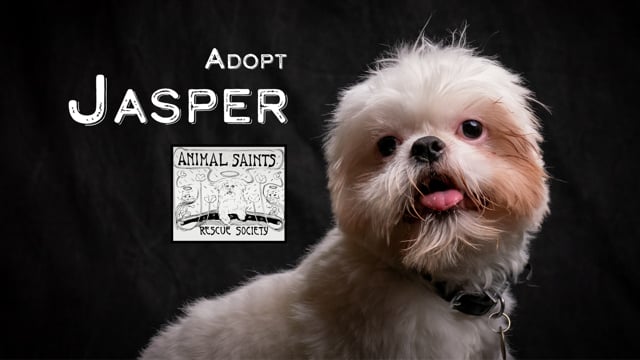 Enlarge Jasper, an adopted mixed breed in Fort Montgomery, NY video 6/6