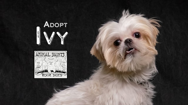 Enlarge Ivy, a ADOPTABLE mixed breed in Fort Montgomery, NY video 6/6