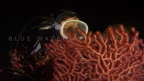 0666_scuba girl at night red coral