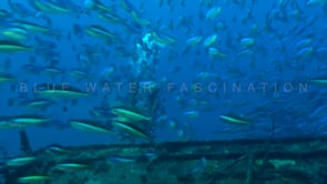 1130_female scuba diver and fussilier with ship wreck in background