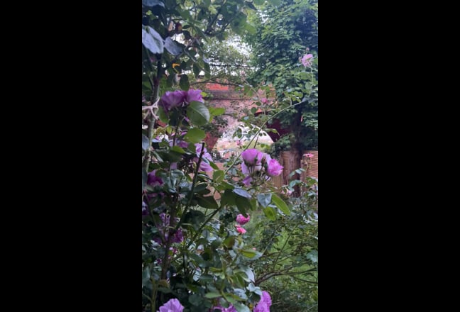 Large sunlit double room in Muswell Hill 🌿 Main Photo