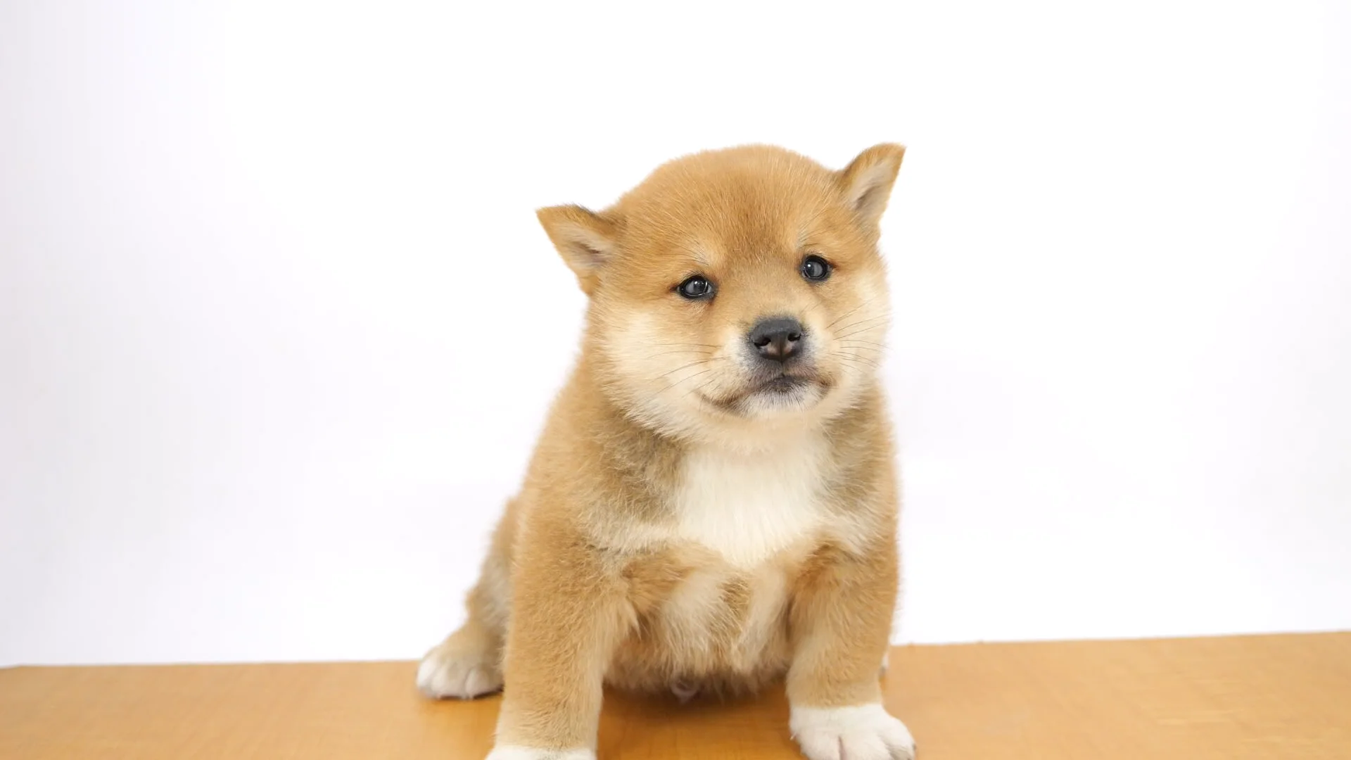 柴犬 赤 男の子 ウエルケアセンター 2025111830504 ｜ペットショップの