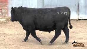 DR Tequila Seven  47M