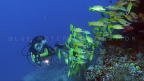 1120_female scuba diver and yellow striped snappers