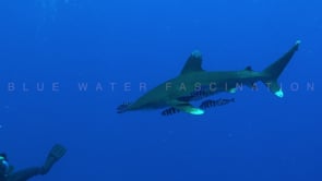 2212_Oceanic Whitetip Shark swimming above photographer