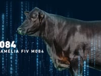 Lote 27 - Anamelia M084