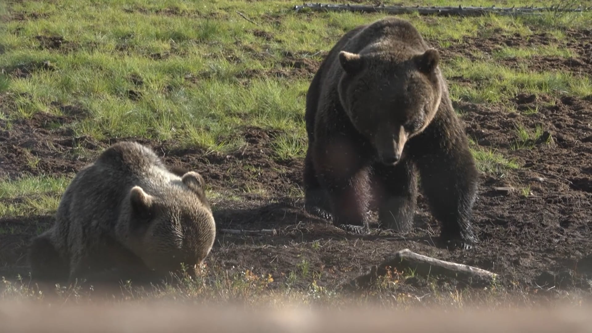 Dérives de la photographie animalière