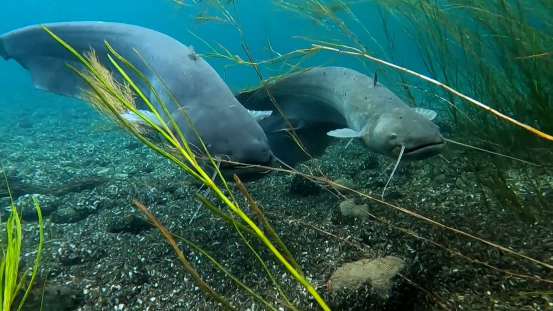 Le silure, ce mal-aimé