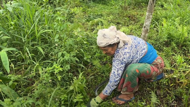 Purunchaur : la saison des singes - Vidéo ePOP